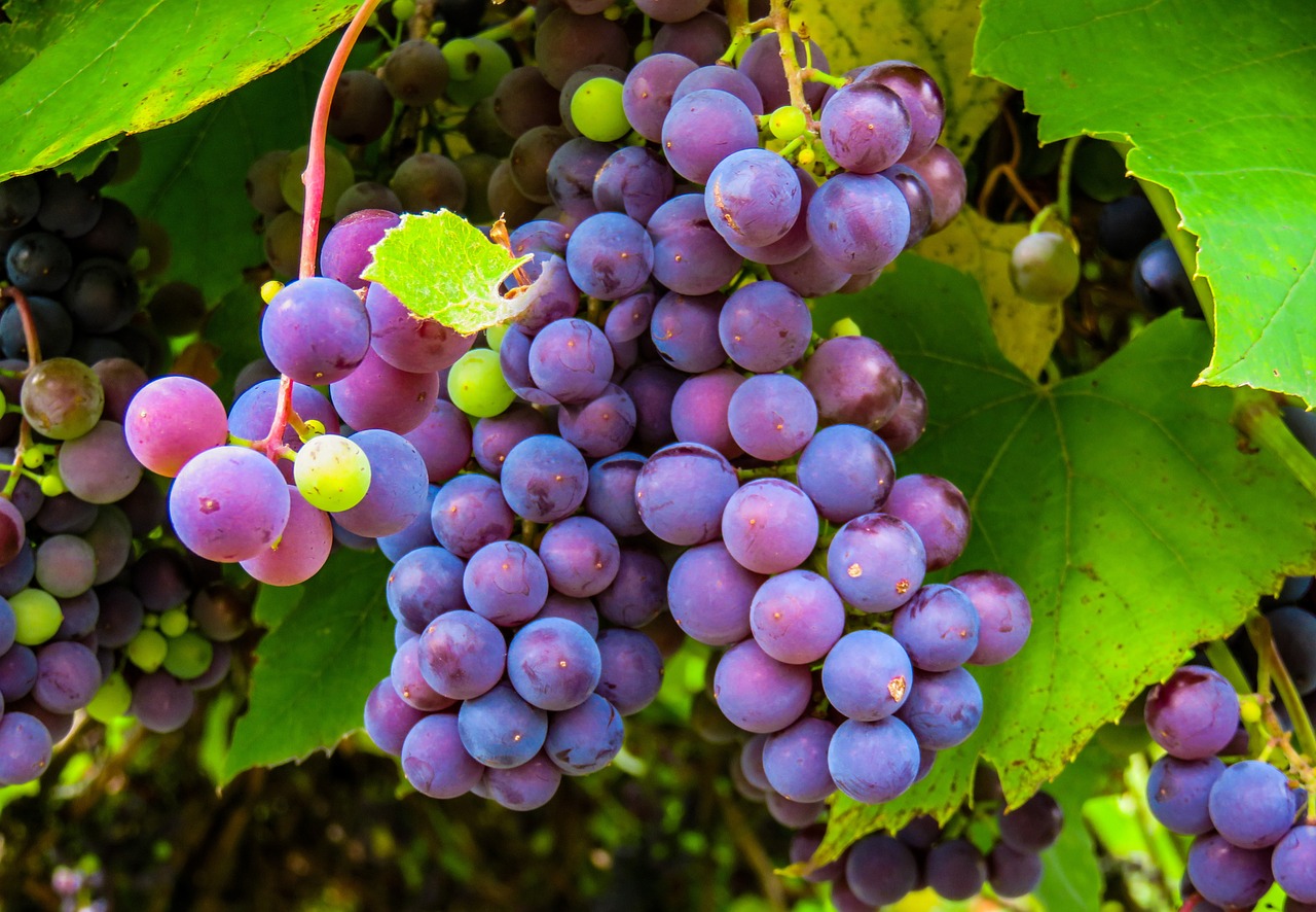 Sterna Winery & Wine Museum